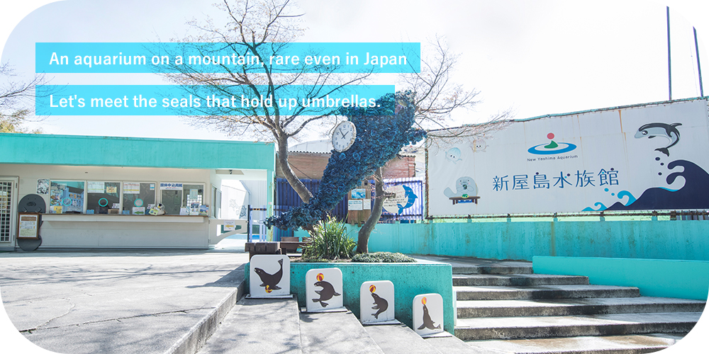 An aquarium on a mountain, rare even in Japan Let's meet the seals that hold up umbrellas.