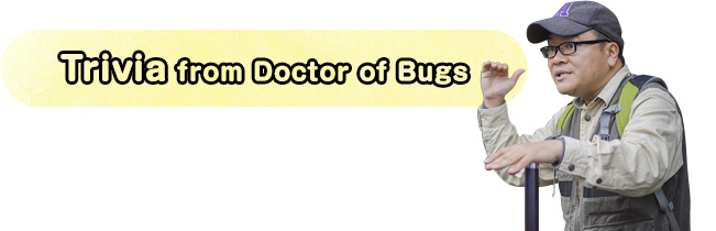 Trivia from Doctor of Bugs