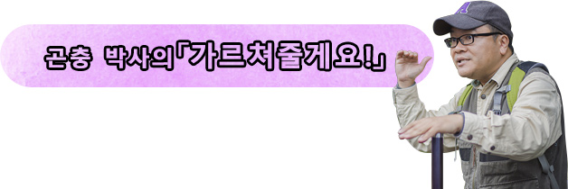 곤충 박사의 「가르쳐줄게요!」