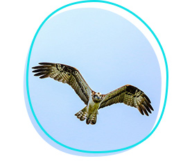 Osprey