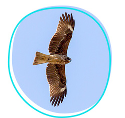 Black kite