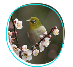 White-eye