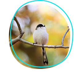 Long-tailed tit