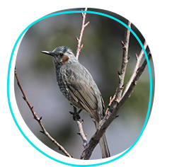 Brown-eared bulbul