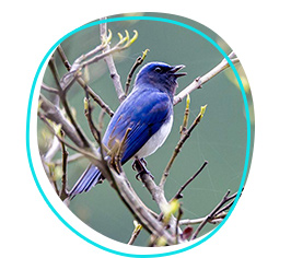 Blue-and-white flycatcher