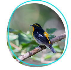 Narcissus flycatcher