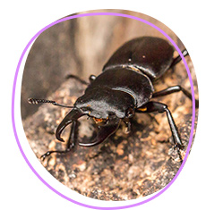 Stag beetle (Dorcus rectus)