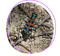 Tiger beetle (Cicindela japonica)