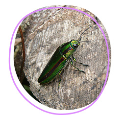 Jewel beetle (Chrysochroa fulgidissima)