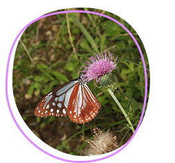 Chestnut tiger butterfly