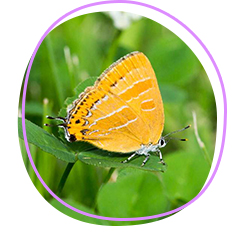 Butterfly (Japonica lutea)
