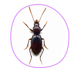 Ground beetle (Trephionus chujoi)