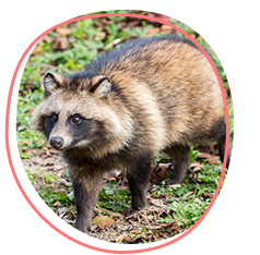 Japanese racoon dog