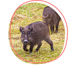 Wild boar