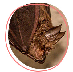 Horseshoe bat