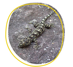 Gecko lizard (Gekko tawaensis)